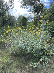 Helianthus argophyllus