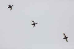 Melanitta stejnegeri