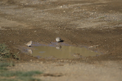 Montifringilla davidiana