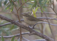 Phoenicurus ochruros phoenicuroides