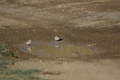 Montifringilla davidiana