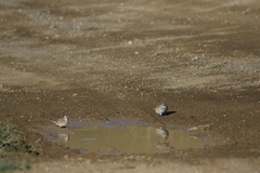 Montifringilla davidiana