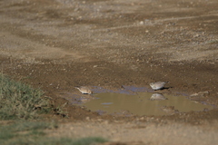 Montifringilla davidiana