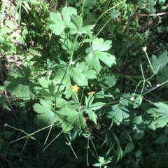 Ranunculus lanuginosus