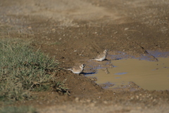 Montifringilla davidiana