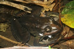 Leptodactylus latrans