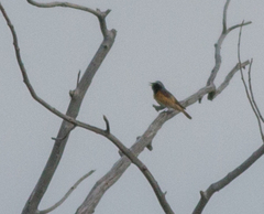 Phoenicurus ochruros phoenicuroides
