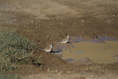 Montifringilla davidiana