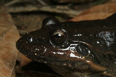 Leptodactylus latrans