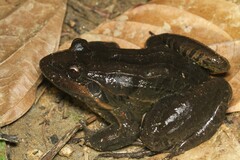 Leptodactylus latrans