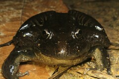 Leptodactylus latrans