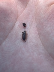 Oniscidea