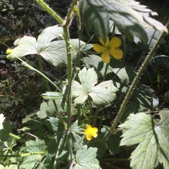 Ranunculus lanuginosus