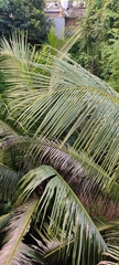 Arecaceae