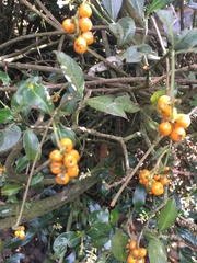 Palicourea boqueronensis