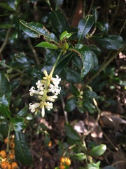 Palicourea boqueronensis