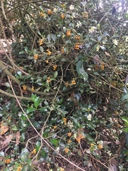 Palicourea boqueronensis