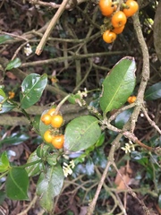 Palicourea boqueronensis