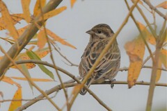 Emberiza citrinella × leucocephalos