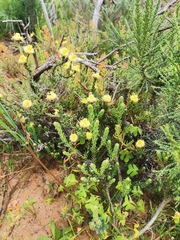 Leucadendron levisanus