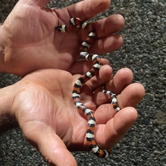 Lampropeltis gentilis