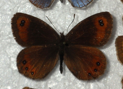 Erebia montanus