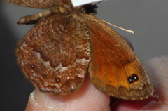 Erebia montanus