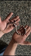 Lampropeltis gentilis