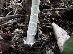Amanita submembranacea