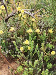 Leucadendron levisanus