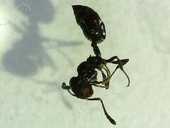 Crematogaster