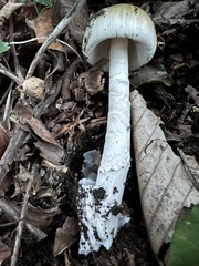 Amanita submembranacea