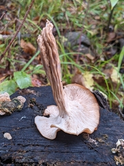 Lentinellus cochleatus