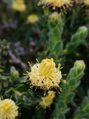 Leucadendron levisanus
