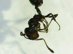Crematogaster