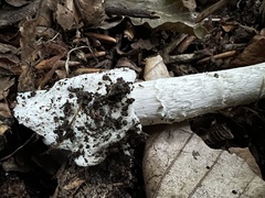Amanita submembranacea