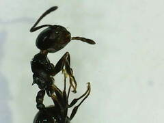 Crematogaster