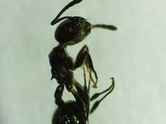 Crematogaster