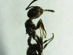 Crematogaster