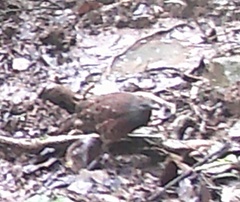 Bambusicola sonorivox