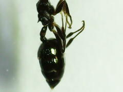 Crematogaster