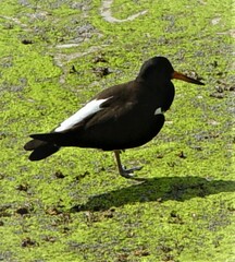 Haematopus ostralegus