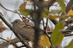 Carpodacus sibiricus