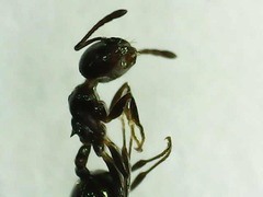 Crematogaster