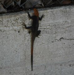 Agama picticauda