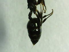 Crematogaster