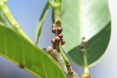 Ceroplastes