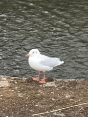 Chroicocephalus ridibundus