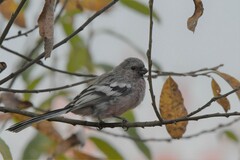 Carpodacus sibiricus