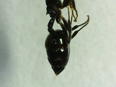 Crematogaster